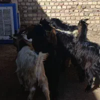 بزغاله های نر 25کیلویی|حیوانات مزرعه|کرج, فاز ۱ مهرشهر|دیوار