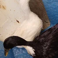 دو عدد اردک محلی و سرحال|حیوانات مزرعه|تکاب, |دیوار