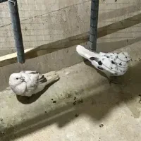 کبوتر تهرانی|پرنده|تهران, زرکش|دیوار