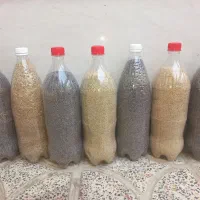 بذر اصلاح شده درجه یک برای کاشت