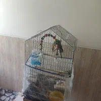 عروس هلندی سخن گو نر باقفس برزگ باتمام وسایل