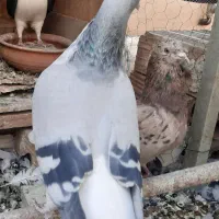 بدرنگ ماده|پرنده|قزوین, |دیوار