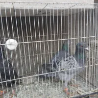 سه تا صید قلدر|پرنده|مشهد, تلگرد|دیوار