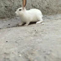 خرگوش پشمی سفید