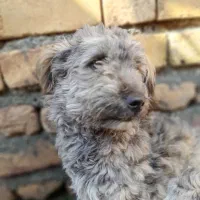 واگذاری سگ شیتزو