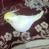 طوطی عروس هلندی