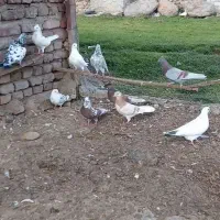 کفتر|پرنده|سبلان, |دیوار