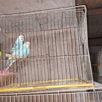 مرغ عشق مولد و فنج|پرنده|برخوار, |دیوار