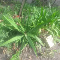 گل باغچه خارجی