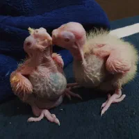 جوجه عروس ۱۱روزه لوتینو و ابلغ|پرنده|میناب, |دیوار