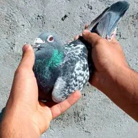 کفتر مسافتی  12جفت میشن. جفت ۳۰۰. توضیحات بخون|پرنده|میناب, |دیوار