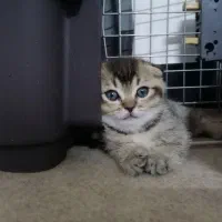 گربه اسکاتیش