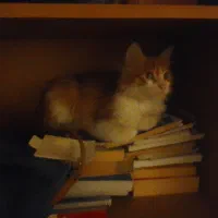 واگذاری گربه 5 و نیم ماهه