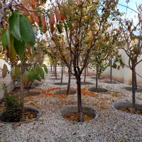 پروژه ای خاص سرمایه گذاری خاص / 500 متر باغ ویلا|فروش خانه و ویلا|محمدشهر, محمدشهر|دیوار