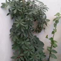 سه عدد گل|گل مصنوعی|مشهد, مشکینی (شهرک غرب)|دیوار