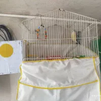 طوطی برزیلی|پرنده|ایلام, |دیوار