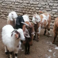 بزغاله ۶ عدد