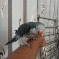راهب طوطی|پرنده|اصفهان, برزان|دیوار