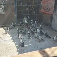 کبوتر پرش سنگین وچندجفت دهن جور واقعی|پرنده|اصفهان, شهرک کوثر|دیوار