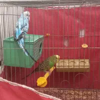 مرغ عشق مست|پرنده|برخوار, |دیوار