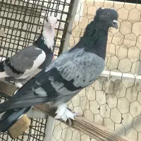 کفتر|پرنده|تهران, فلاح|دیوار