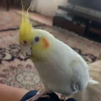 عروس هلندی نرو ماده ده ماهه