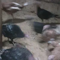 بیست بوقلمون با جوجه