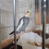 طوطی عروس هلندی