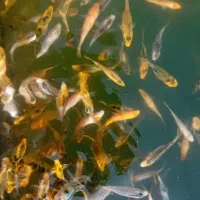 ماهی کوی|ماهی|مشهد, مهدی آباد|دیوار