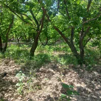 باغ ۳۴۰ متری چهاردیوار سنددار یکساله|فروش خانه و ویلا|شهریار, کرد امیر|دیوار