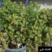 تعدادی گل طبیعی