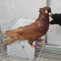 صرب|پرنده|بندر گناوه, |دیوار