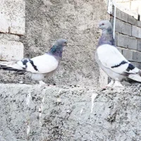 دو جفت شقشقی عالی و کشیده