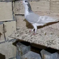 نر خشرنگ طاوسی دو خط زرد