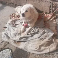 سگ ماده روباهی