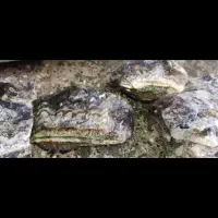 سنگ راف معدنی|جواهرات|تهران, خزانه|دیوار