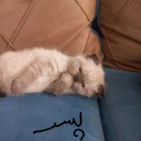 بهترین وکمیاب ترین گربه نژاد رگدال امریکایی|گربه|نیشابور, ۲۲ بهمن|دیوار