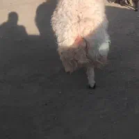 قوچ جوان دوسال|حیوانات مزرعه|سربیشه, |دیوار