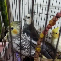 عروس هلندی