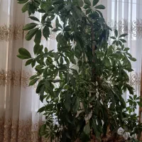 فروش گل های آپارتمانی
