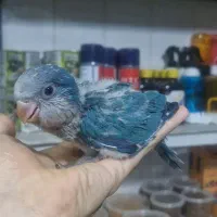 طوطی گرینچیک راهب ردچیک سرلاکی و دونخور و نرم خور