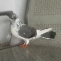 کبوتر  زینتی