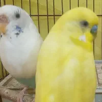 مرغ عشق نروماده جفتی باتخفیف