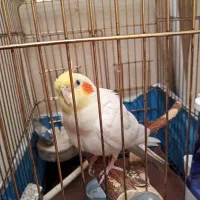 عروس هلندی|پرنده|همدان, |دیوار