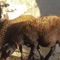 میش  ۳راس جوان یکدست آبستن|حیوانات مزرعه|خنداب, |دیوار