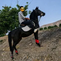 مادیان مشکی