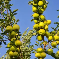 سرایدار باغبان مسلط به کار باغ