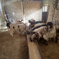 مایل به معاوضه نیستم