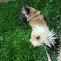 سگ خارجی پامر روباهی