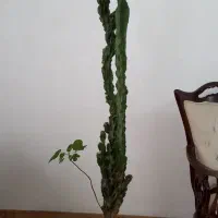 کاکتوس